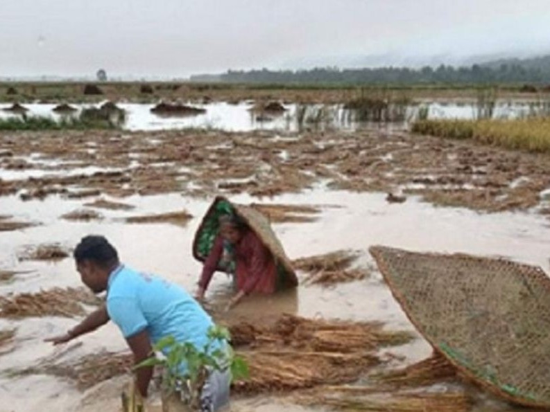 ८ अर्ब २६ करोड ८० लाख मूल्यको धानबालीमा क्षति